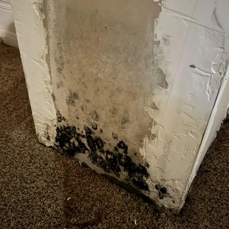 Professional Mold Removal in Bethel, OH